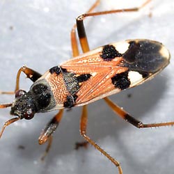 Beosus quadripunctatus